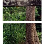 arbre-conakry
