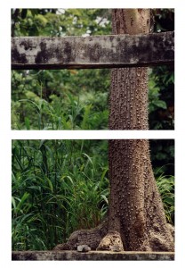 arbre-conakry